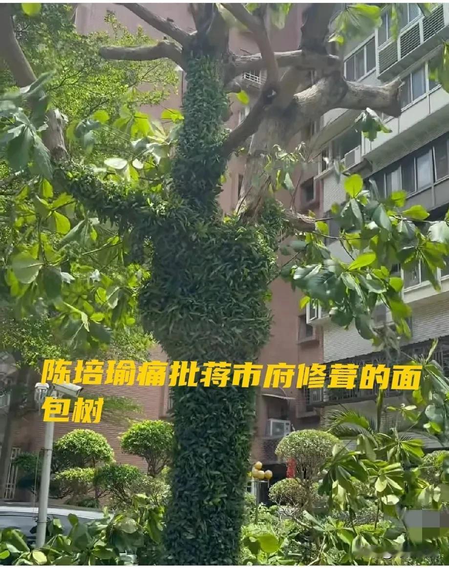 台北市选战打到此，沈伯洋母秭会吴思瑶和陈培瑜崩溃了，实在找不到点，齐轰蒋万安砍树