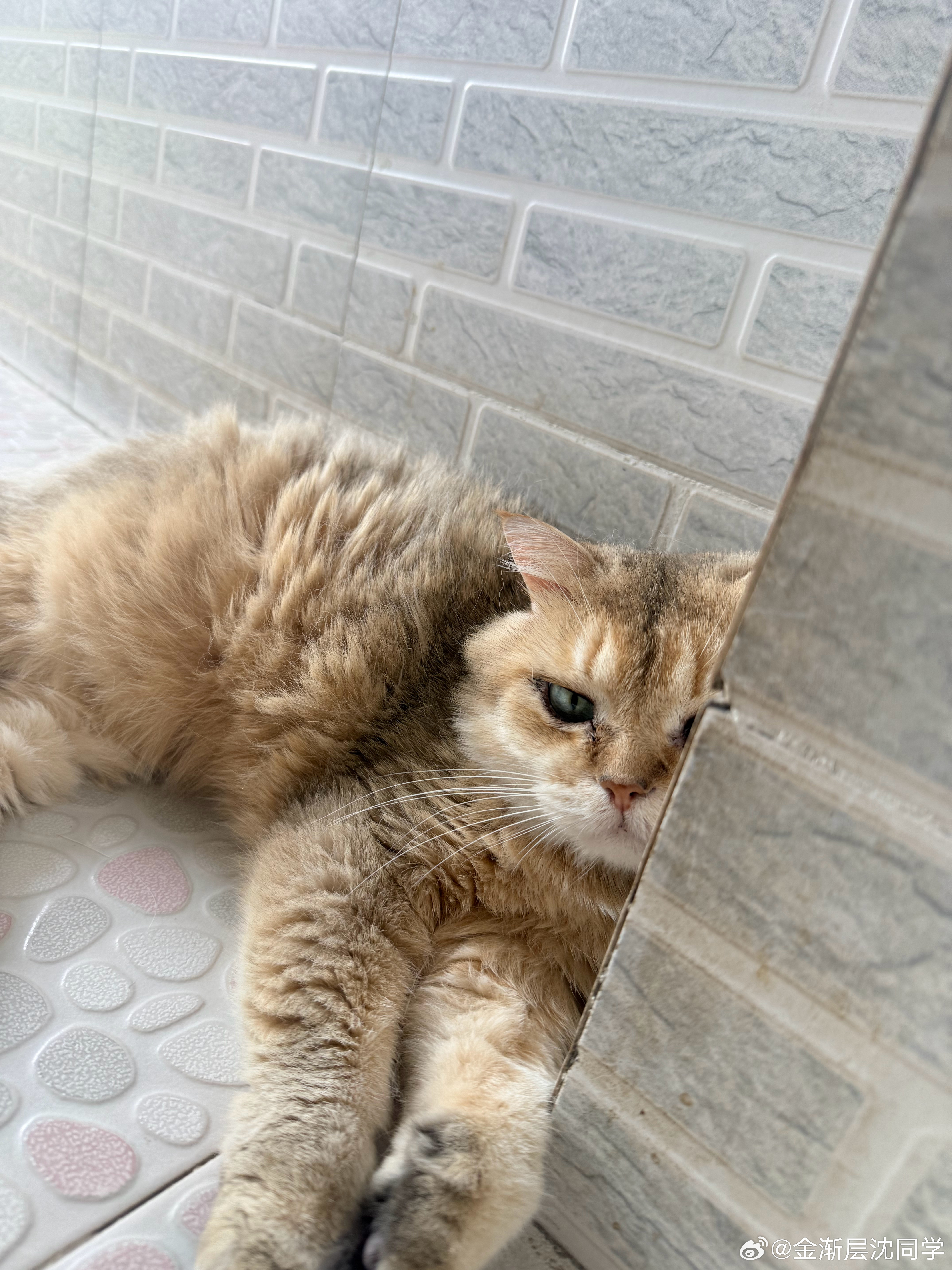 今日大型家务工程，挨个更换所有猫砂盆猫砂萌宠猫咪