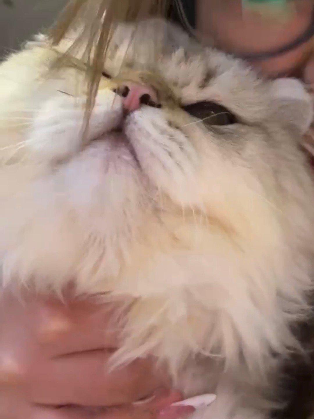 我永远爱我的小猫😚 ​​​