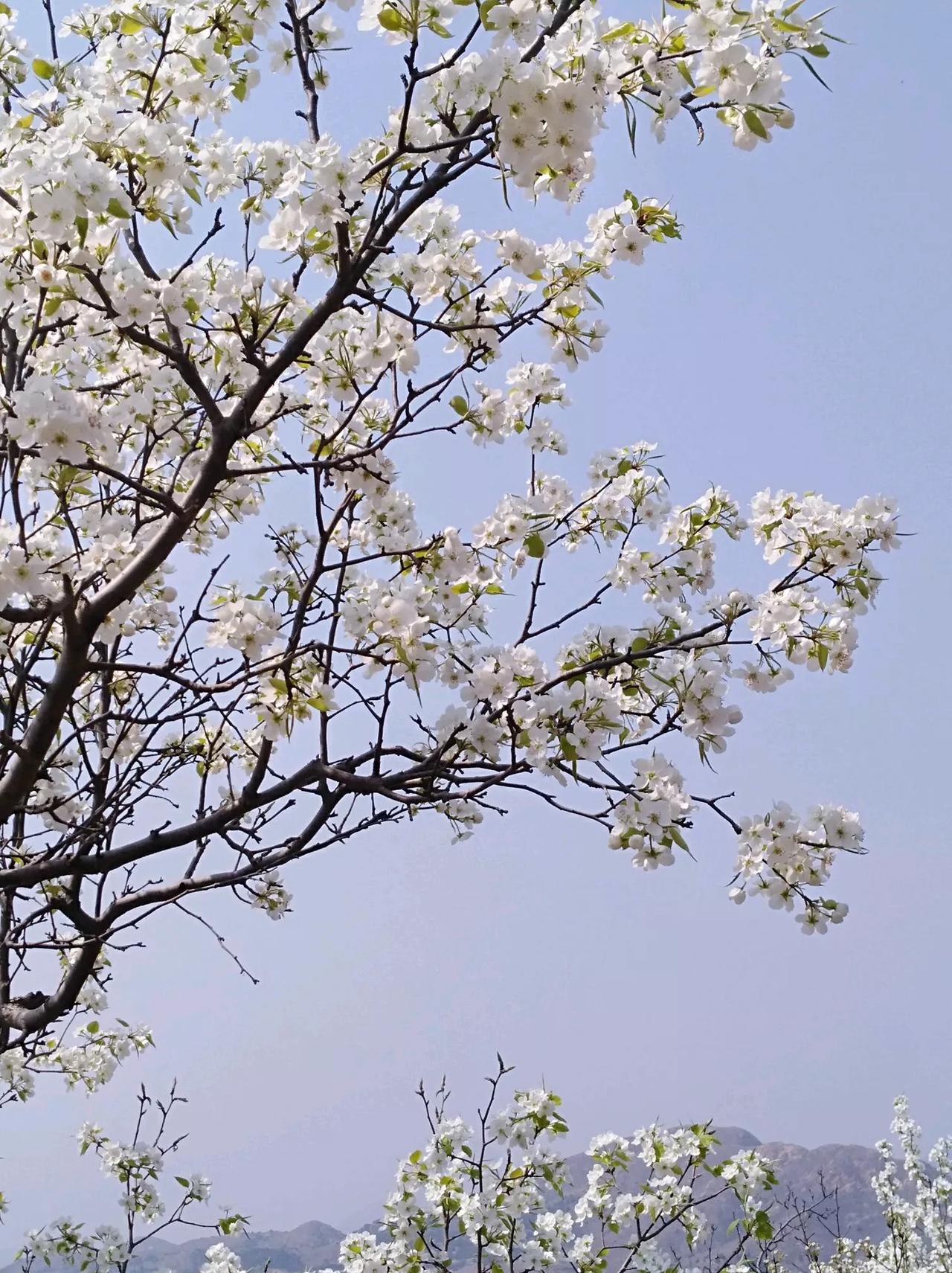 
菊香霜韵寒，
梅艳雪增色。