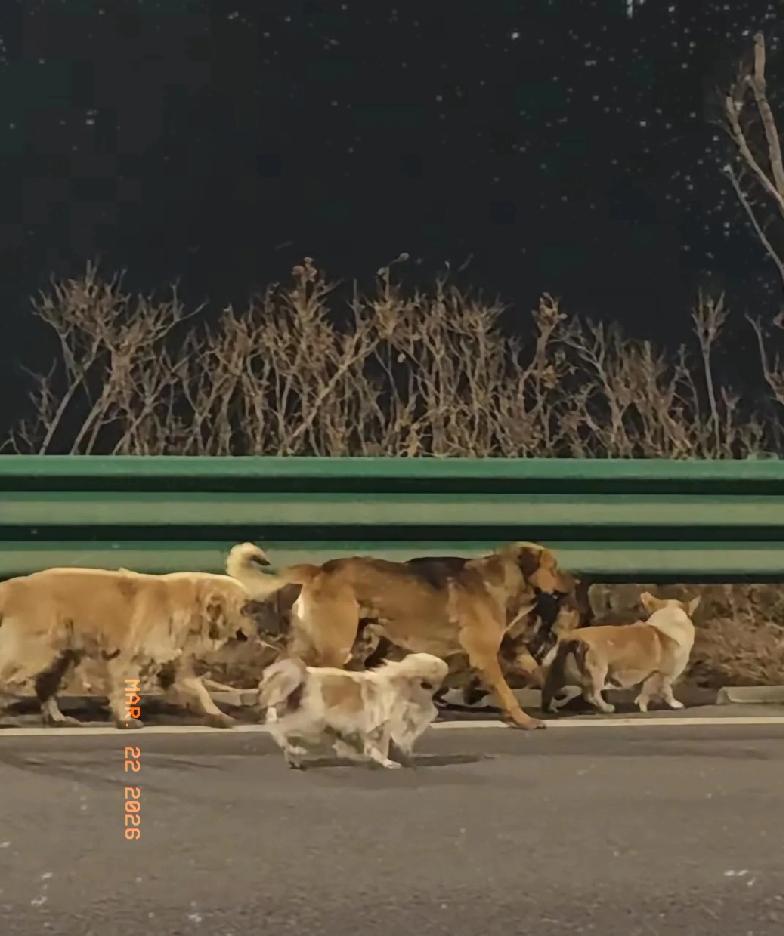 长春七只小狗结伴“逃亡”的事真的看哭好多人。

它们不是流浪狗，是平时一起玩耍的