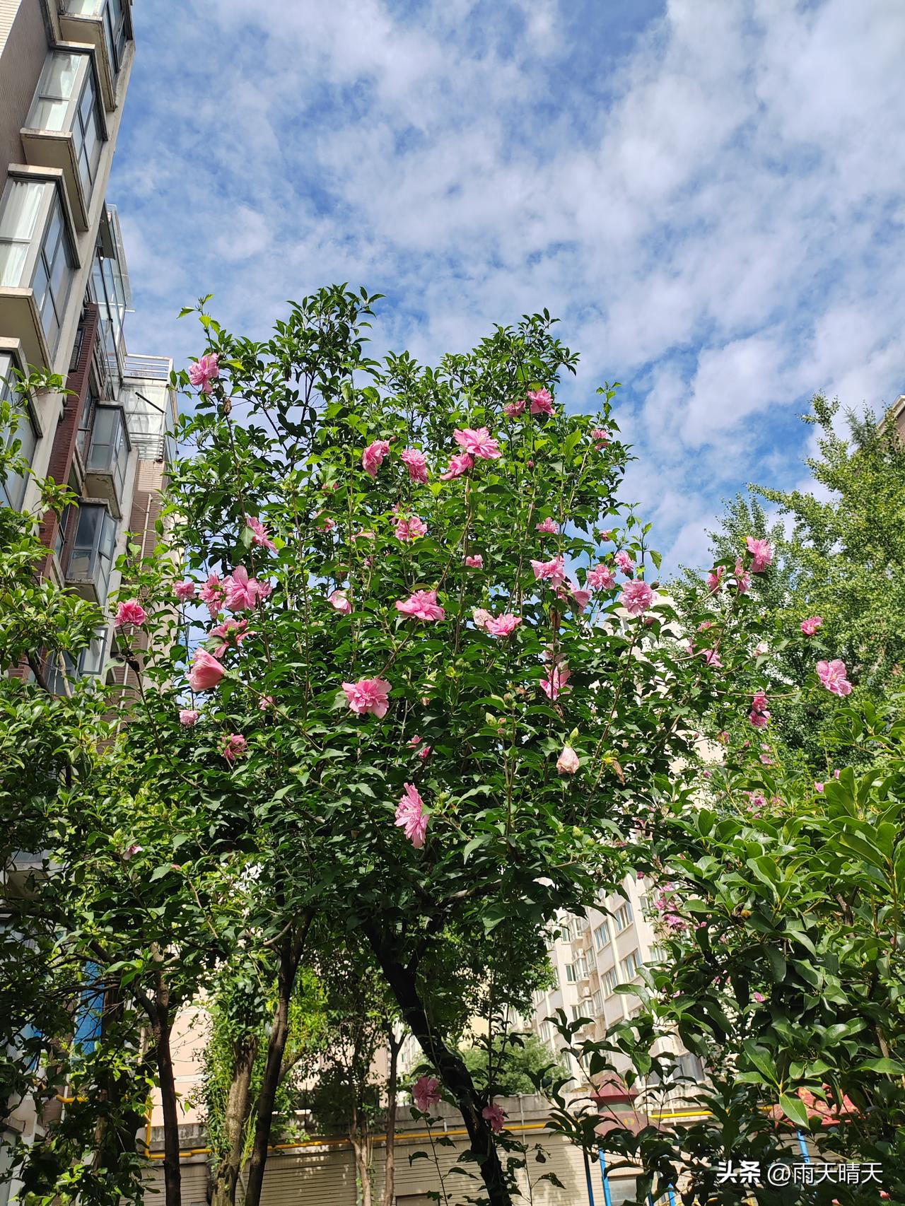 晒晒我的城市今天好天气
微风不燥
像初秋的阳光正好
洒在城市的每一个角落
中伏天