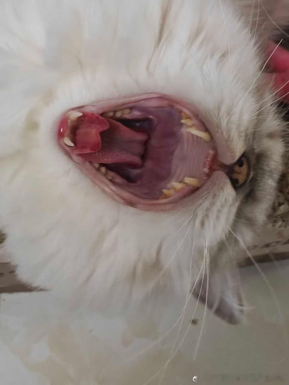49833【丑猫】血盆大口 