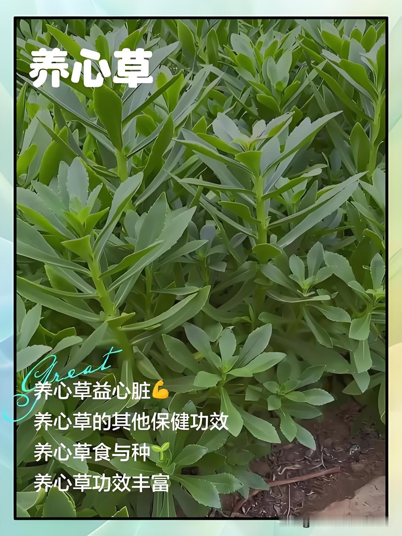 别瞎种菜！这种“冷门菜”热天疯长，营养甩牛奶橙子几条街
 
热天到了，空心菜抽苔