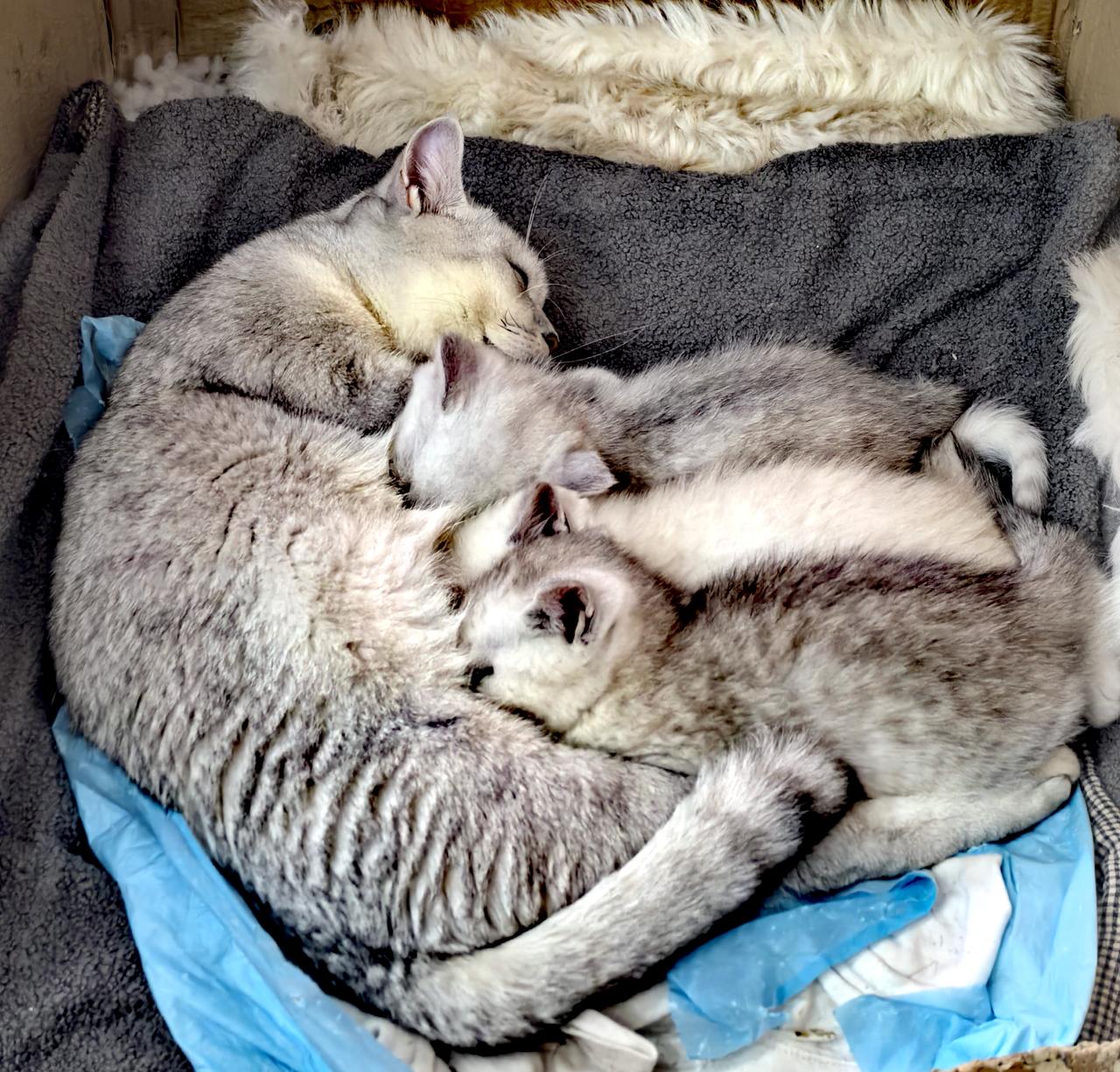 你能坚持每天发文吗母爱