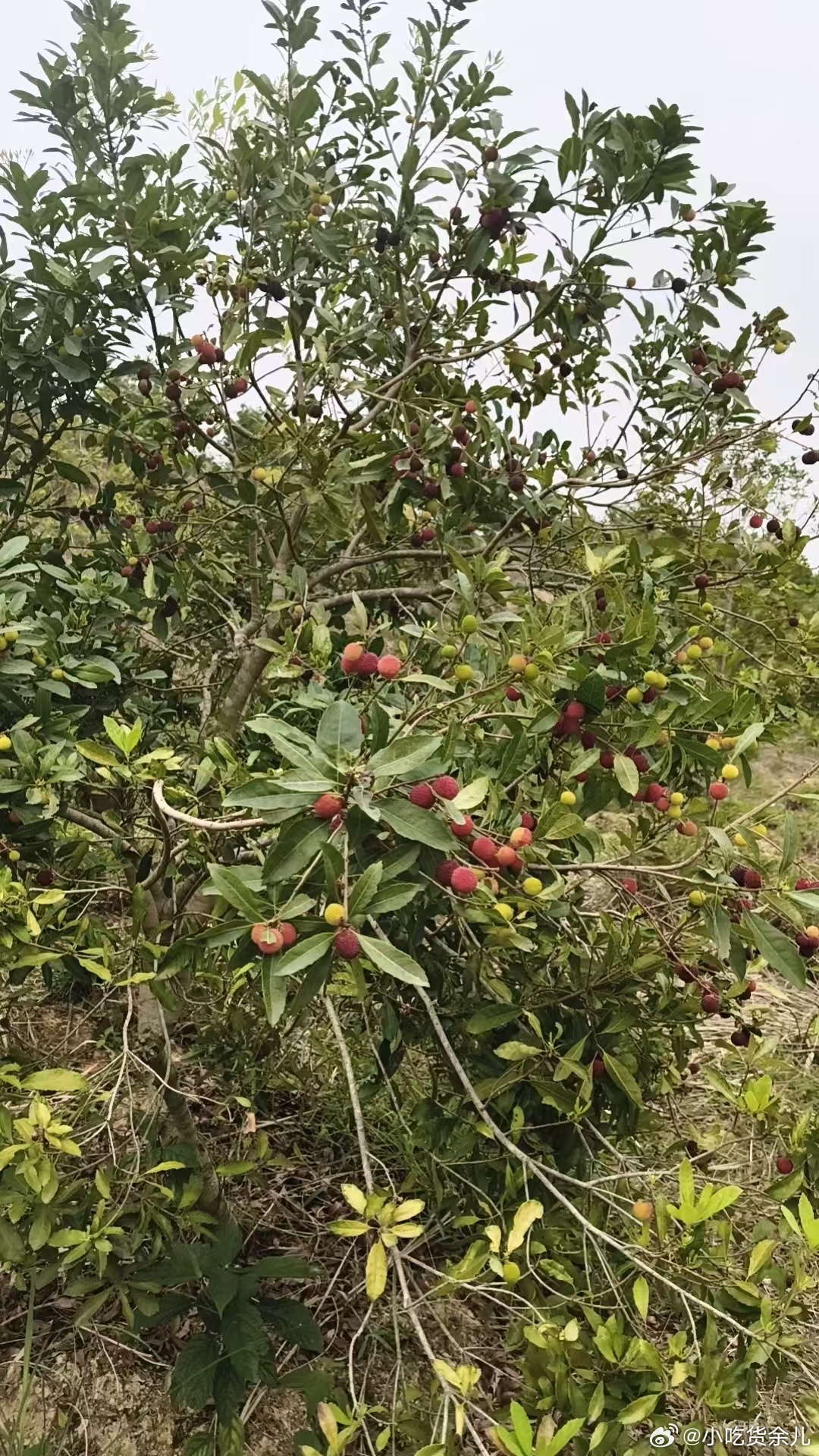 想吃杨梅，老家有得卖了，8块一斤，今年好便宜，以往都是12块一斤起，我哥发给我的