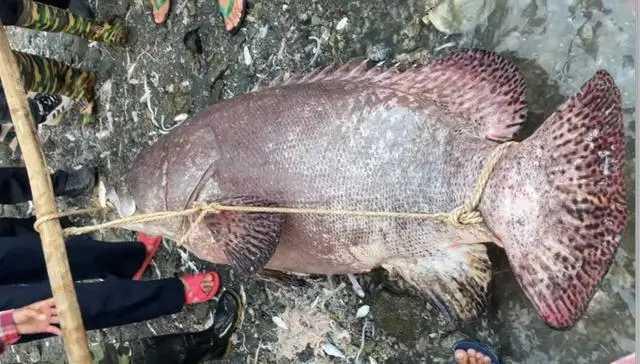 10月27日，海南海口荣山寮村的海边掀起轰动——一条重达225斤的巨型龙趸石斑鱼