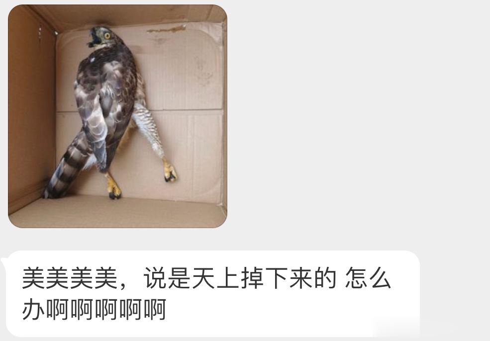 天上掉下来的凤头鹰大概率是在空中撞到了玻璃窗啥的（小拳拳紧握🙊让它在纸盒休息会