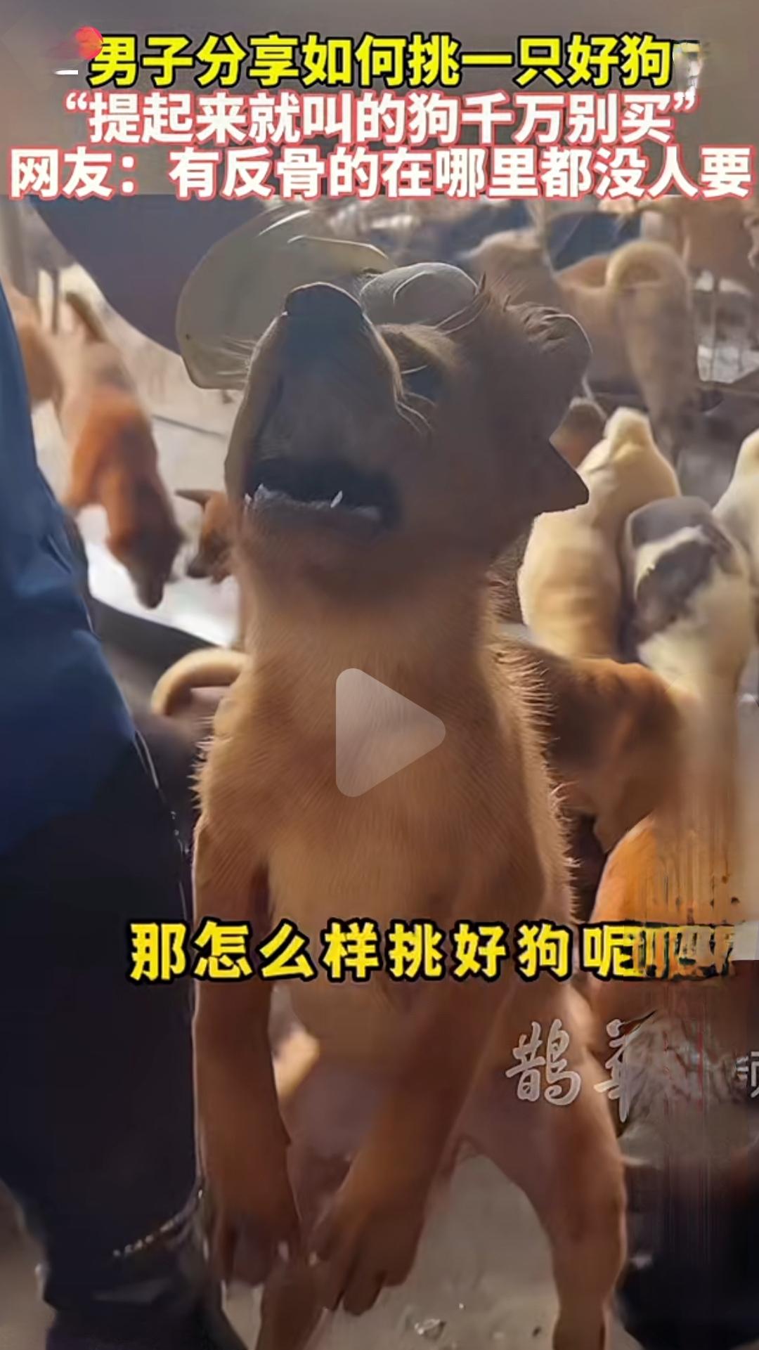 男子分享如何挑一只好狗“提起来就叫的狗千万别买”网友：有反骨的在哪里都没人要。
