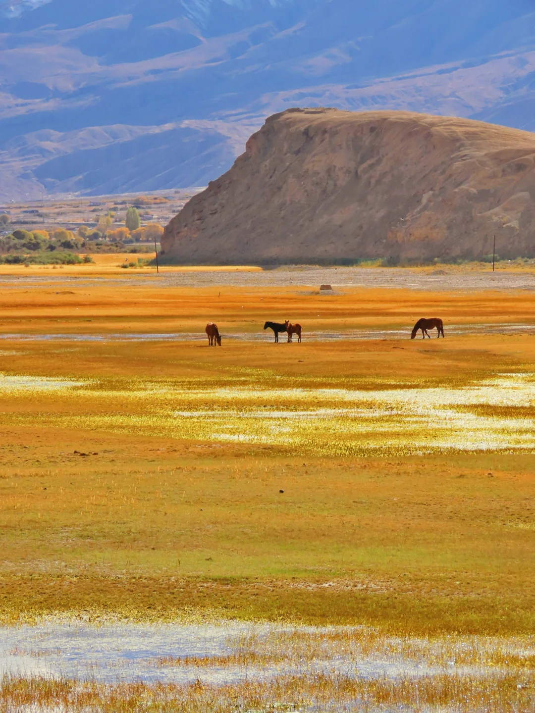 不是新西兰‼️是帕米尔高原的秋天，美哭了