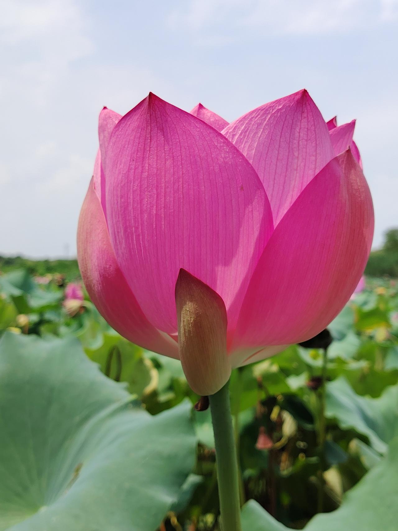我认为喜欢。
因为一是夏天白天较长，有热烈温暖的阳光。适合户外活动、旅行，能够激