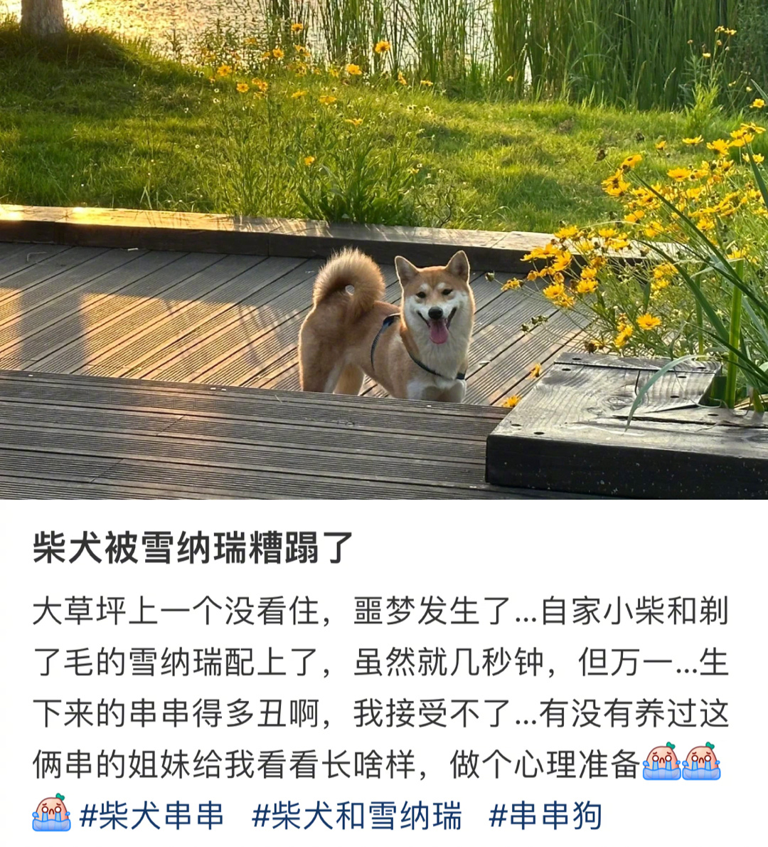 柴犬和雪纳瑞的孩子长啥样 ​​​