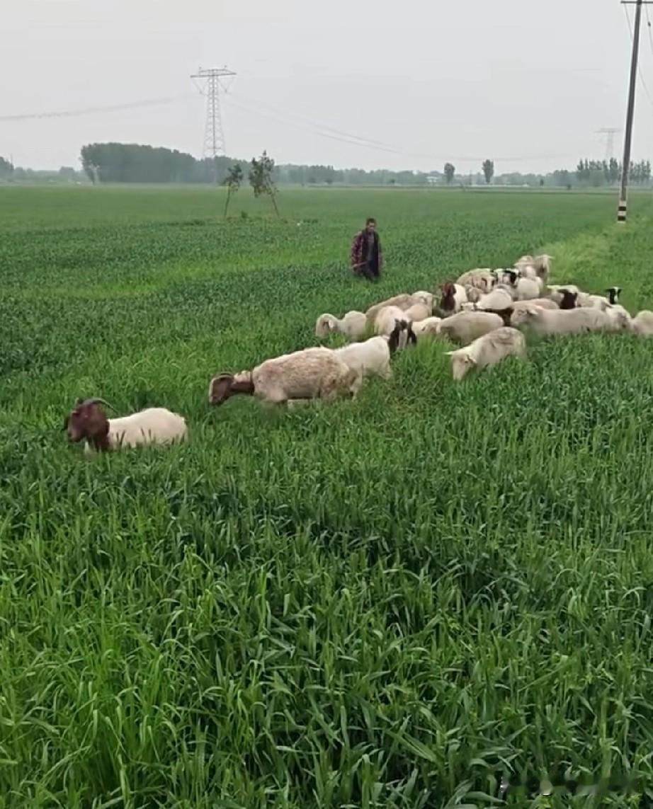 放羊都放到了人家的麦地里，还死不承认，到底谁的错？报警嘛，这种事情直接报警，让警