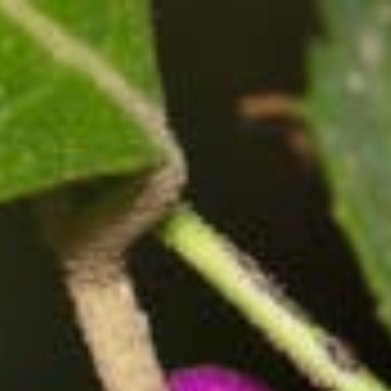 紫珠 特点：秋季挂满一串串紫色小浆果，观果为主，很独特种植方法 - 土壤：疏松腐