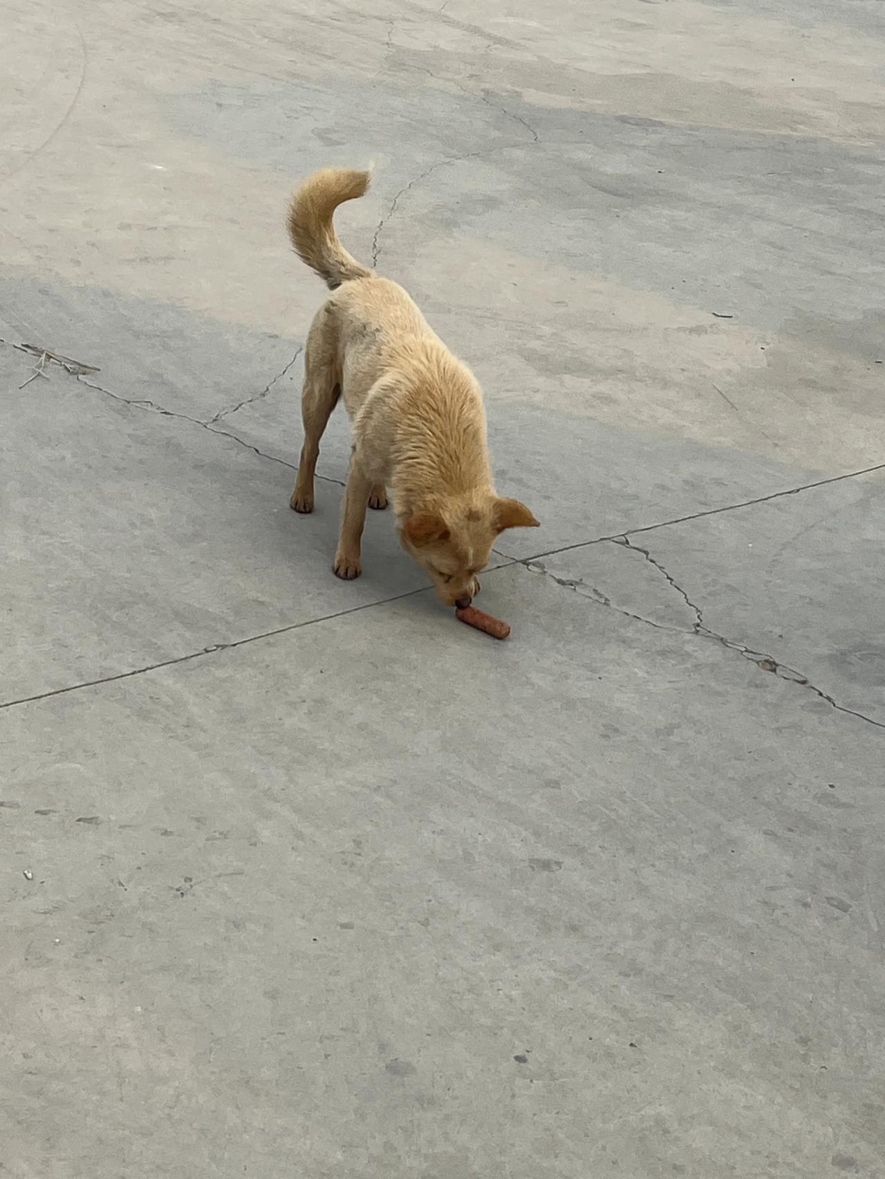 田园犬太聪明了，给它一根烤肠，它居然不舍得吃，然后在你面前活蹦乱跳，表演一番后，