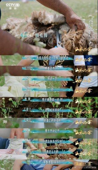 剪羊毛有多解压新疆小羊有专属理发师小羊热得直吐舌头，牧民推子一开，咔咔咔，它立马