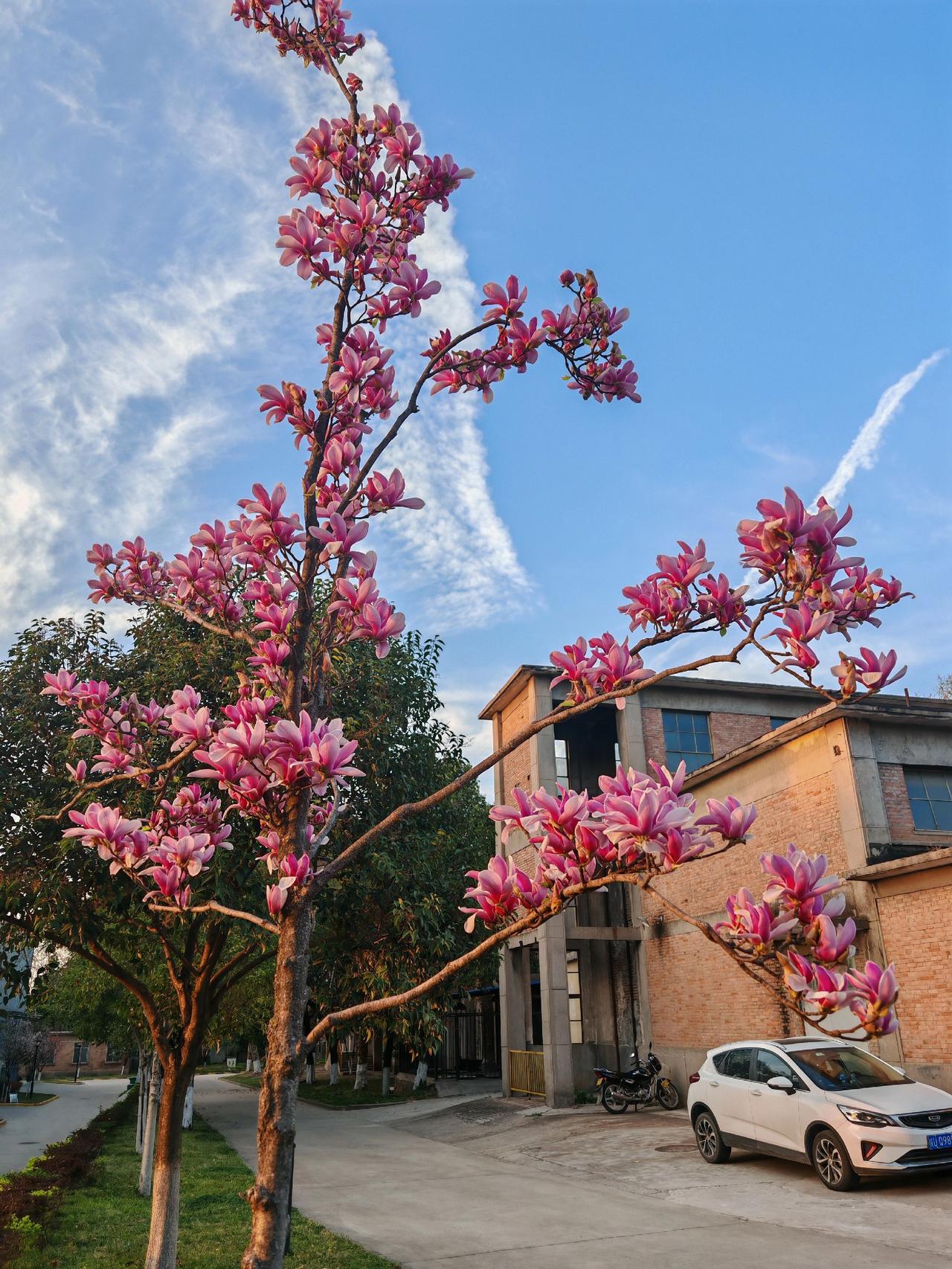 花开花落知多少