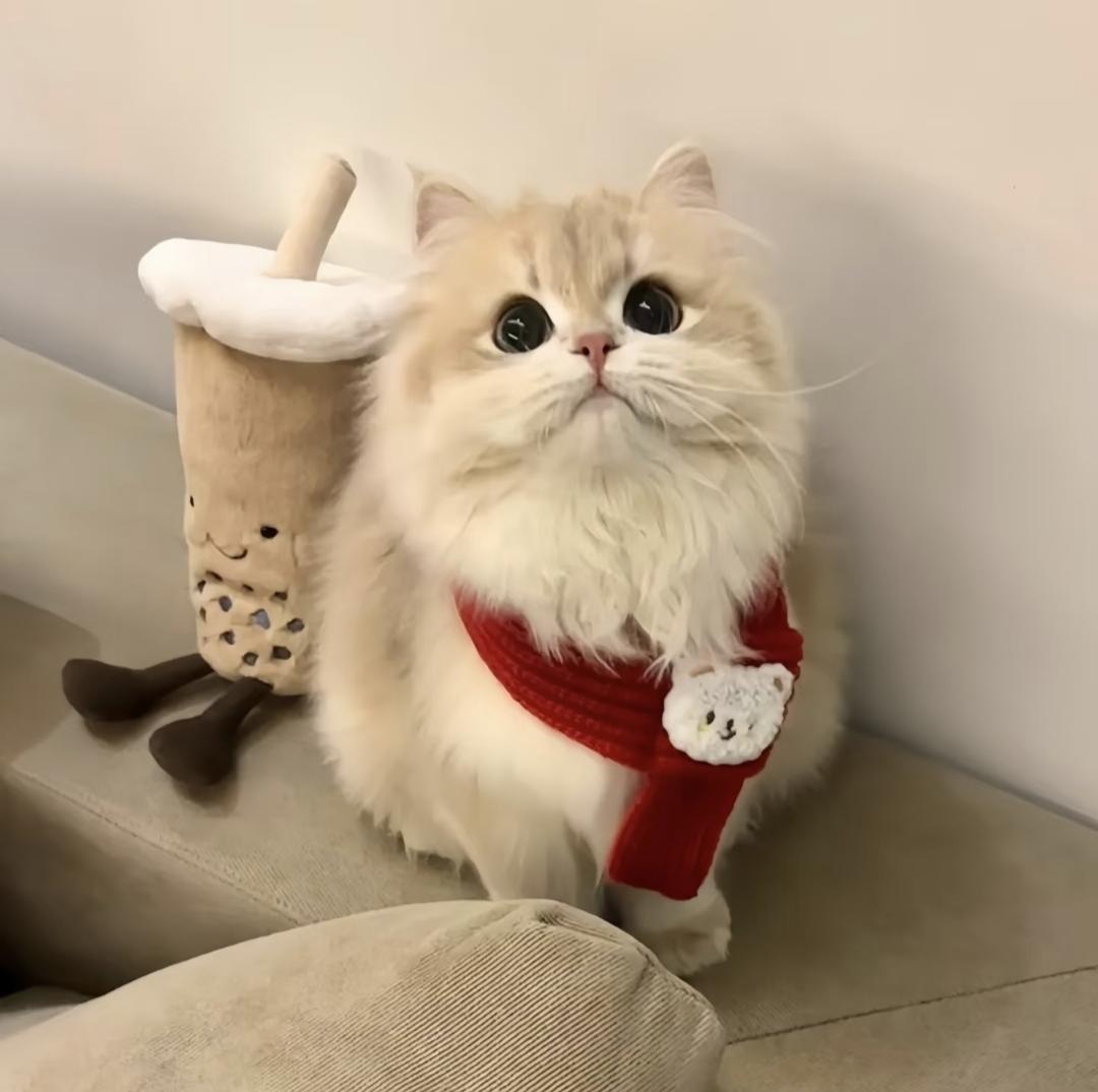 我有一位同事的宠物猫死掉了，跟他聊天时他说要做一个告别仪式，花上万元去搞火花，车