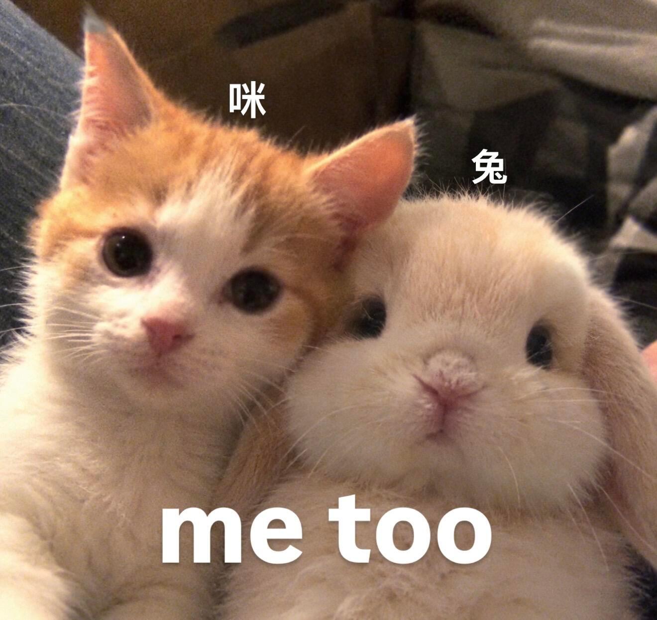 咪兔me too ​​​