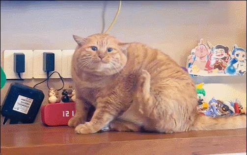 咪怎么越挠越痒