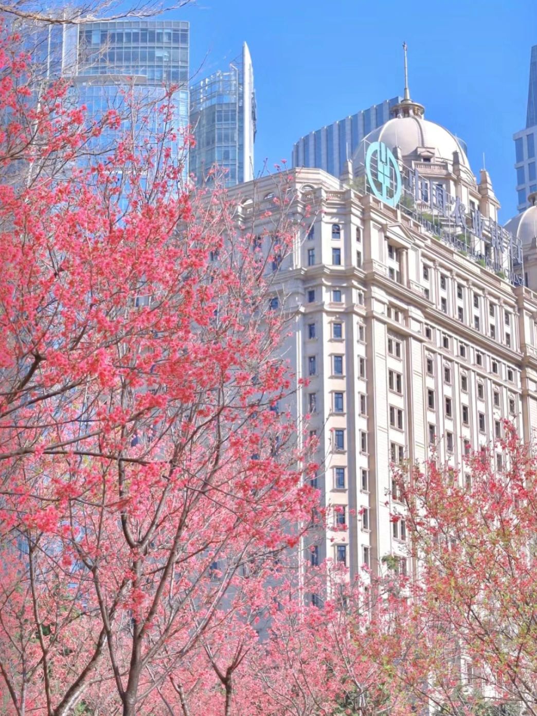 广州｜花城广场樱花开啦🌸繁华都市的浪漫💕
