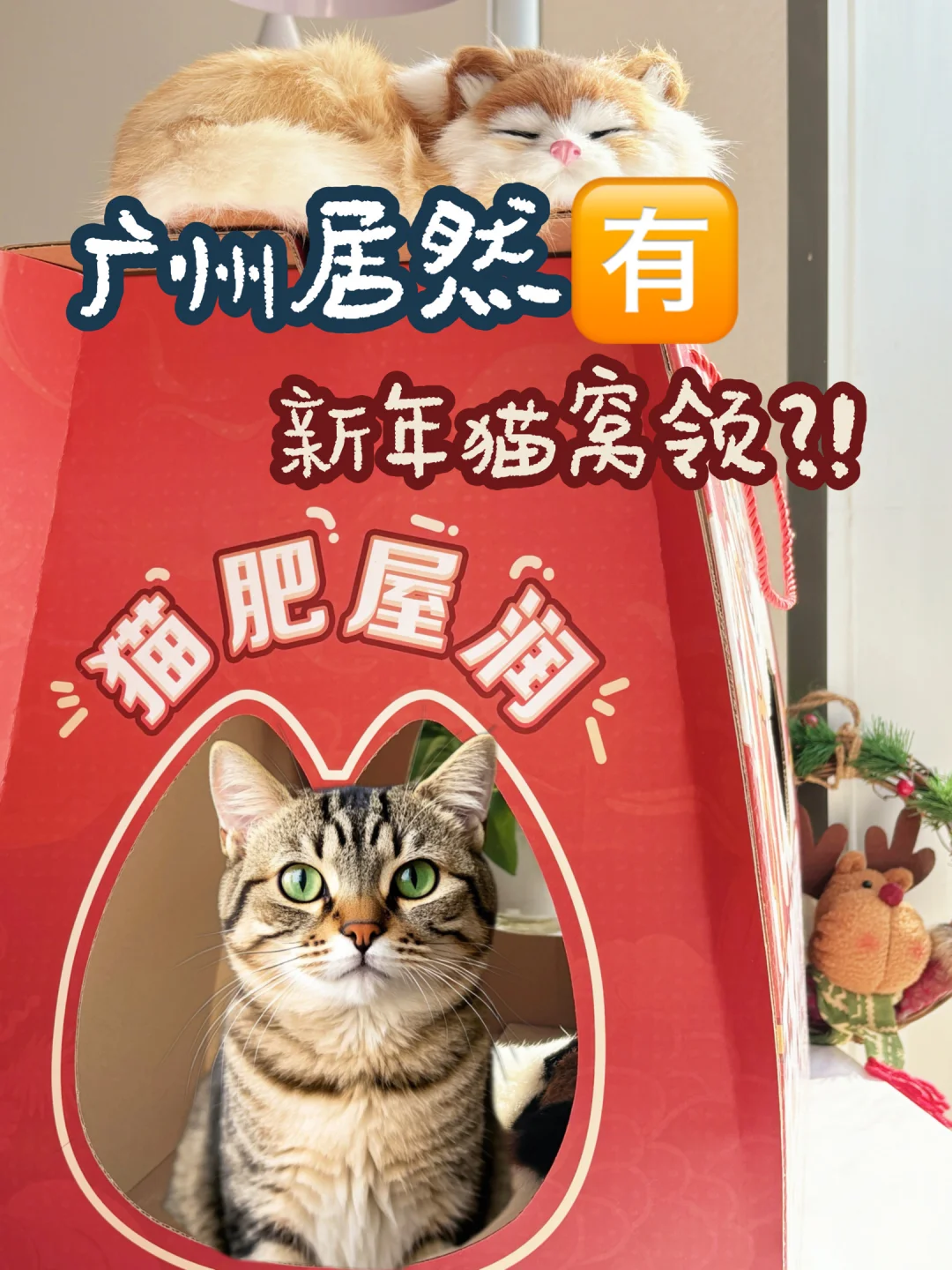 对不起是我没做好措施🐈窝里长猫了