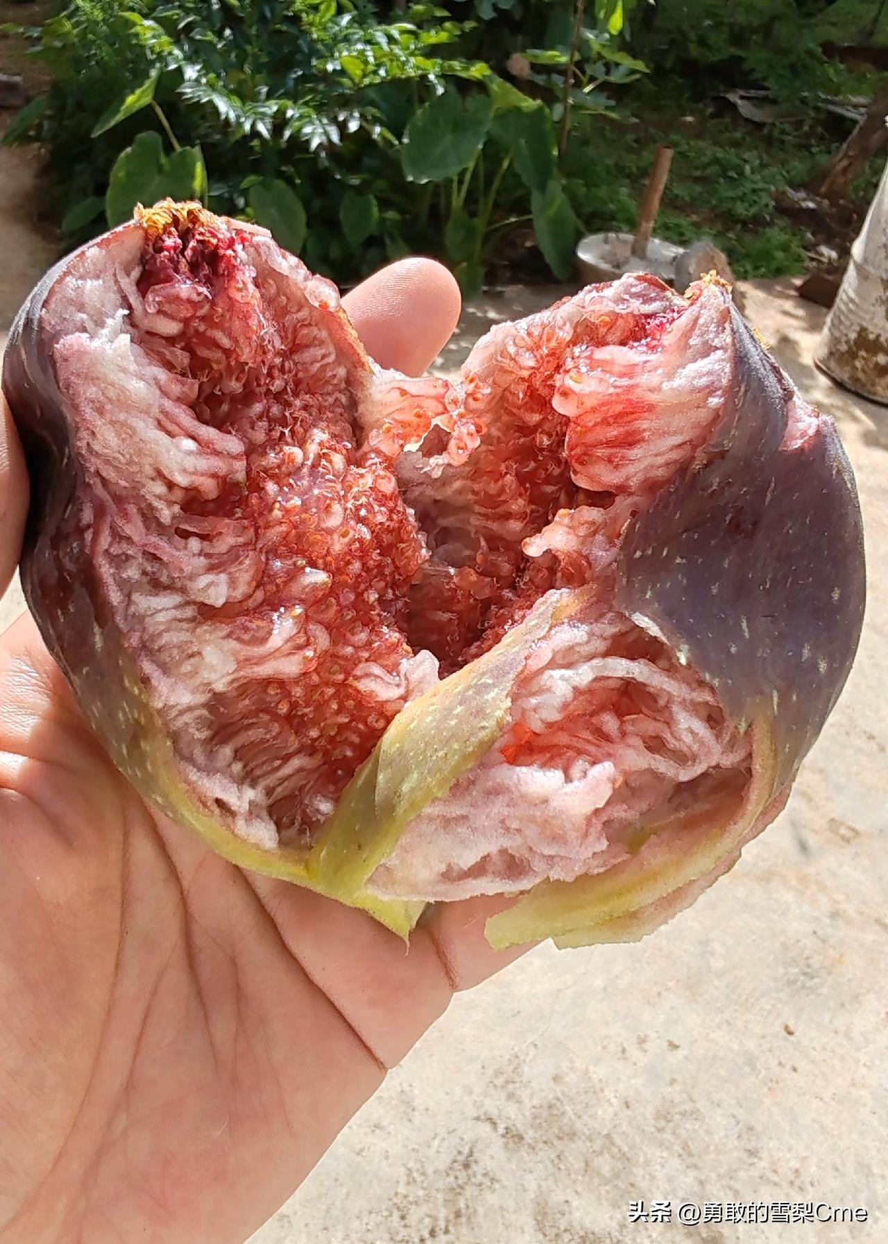 前几年自己种的无花果，现在看着都诱人！熟透了的果子红得透亮，果肉软糯香甜，咬一口