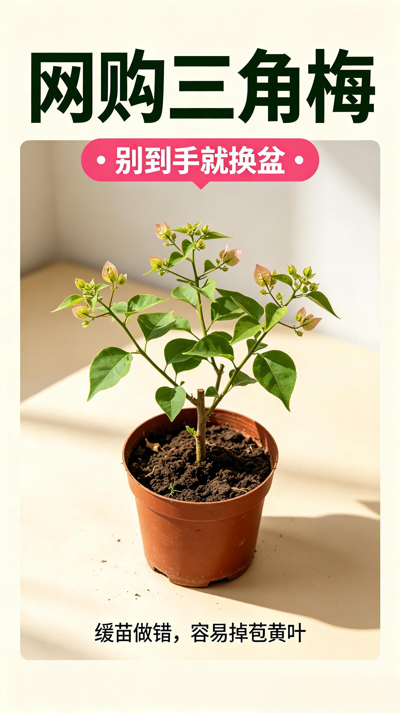 网购三角梅到手别乱换盆！缓苗教程✅网购三角梅收到货，很多人第一时间就换盆
结果花