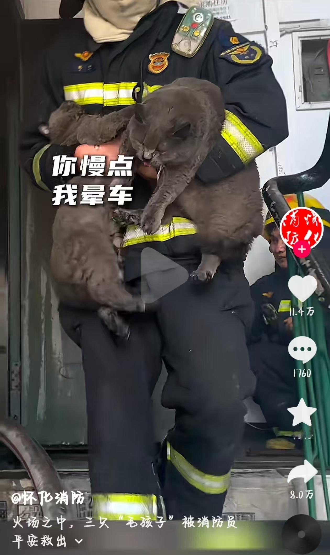 三只猫咪被困火海！近日，湖南怀化一处民房发生火灾，消防员在灭火救援过程中，不仅成