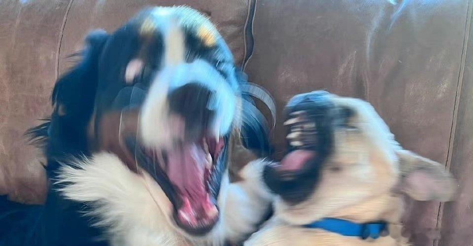 第五人格[超话] 如果遇到求生一直做动作大家会很无语吗 