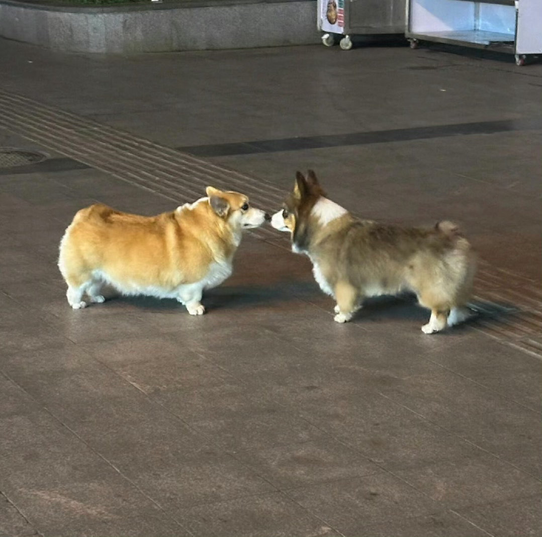还好身高合适，不然亲都亲不上[doge] ​​​