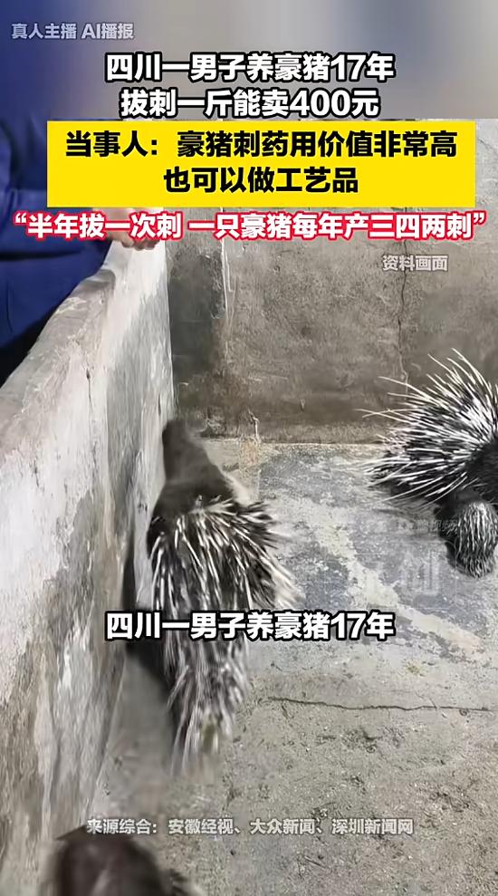 “确实开眼界了！”四川内江，一男子养了17年豪猪，他不做别的，就靠拔豪猪刺卖钱，