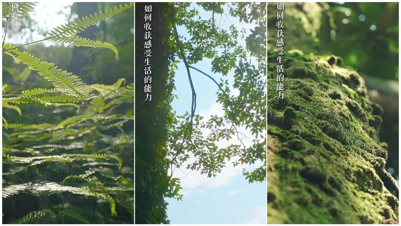 “兰知春序”可爱😊的新主播：田田
走进自然，为一只鸟停下脚步。