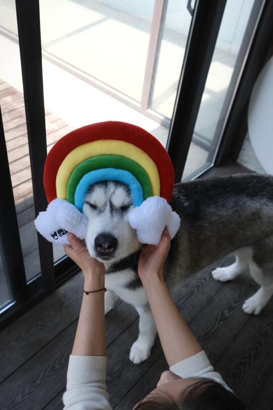 打败犟种狗只需要一个彩虹玩具