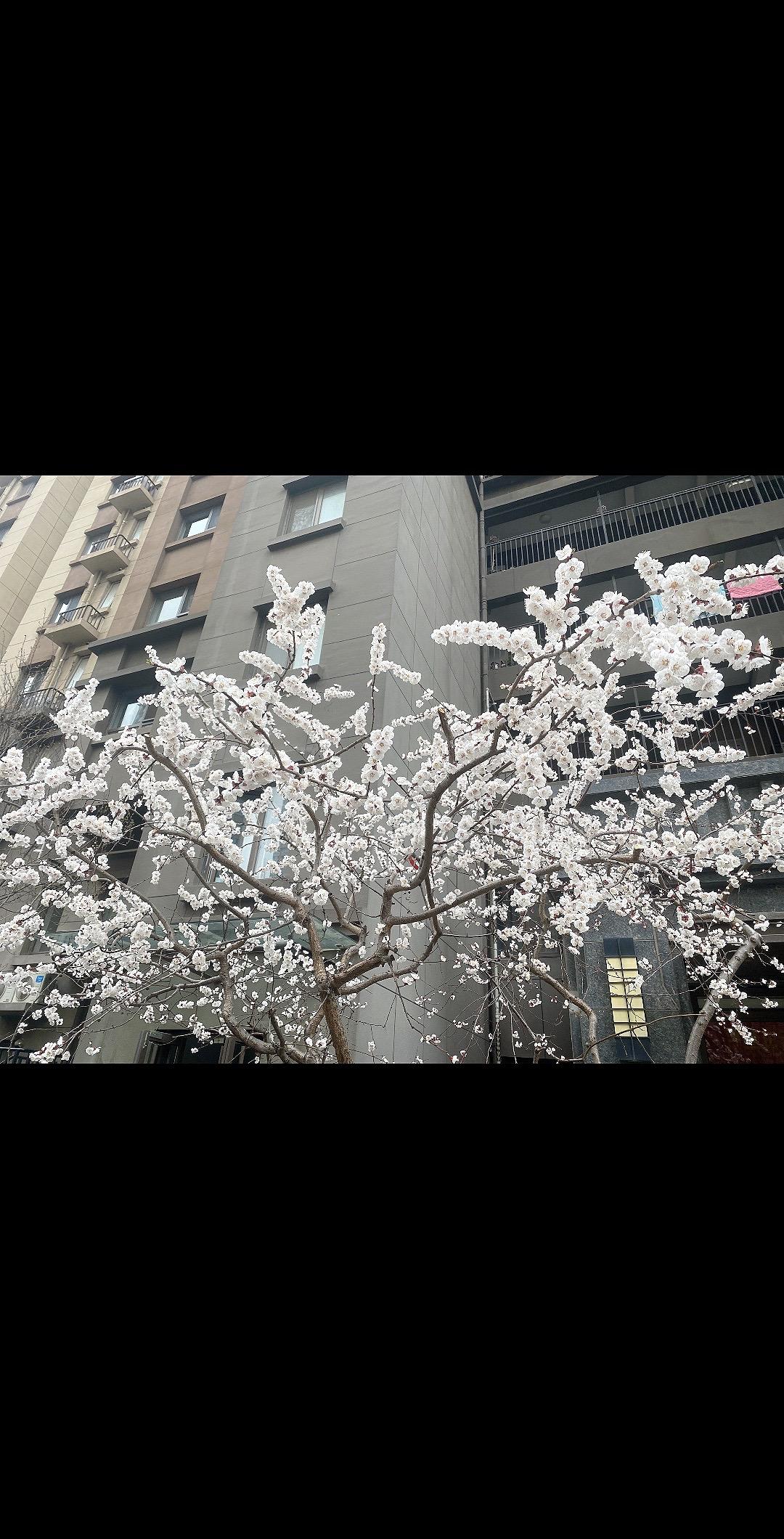 君看今日树头花 不是去年枝上朵。俗语讲：花有重开日，人无再少年。 少年...