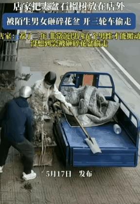 胆子真大!
店家在门口养了一盆石榴花，养在那里几年了，平时宝贝的不行，有事没事就