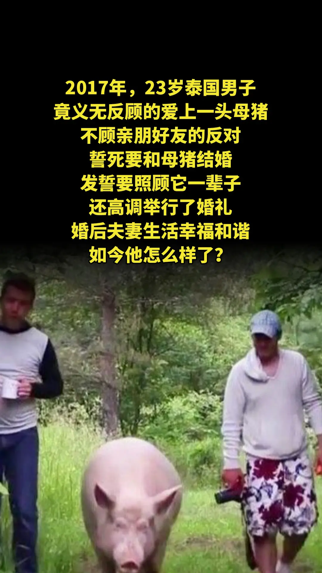 2017年，23岁泰国男子竟义无反顾的爱上一头母猪，不顾亲朋好友的反对...