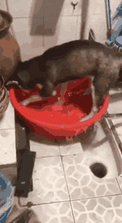狗狗玩水很开心，小猫这算是“血脉压制”了？
##
看样子，狗狗平常没少被猫猫管教