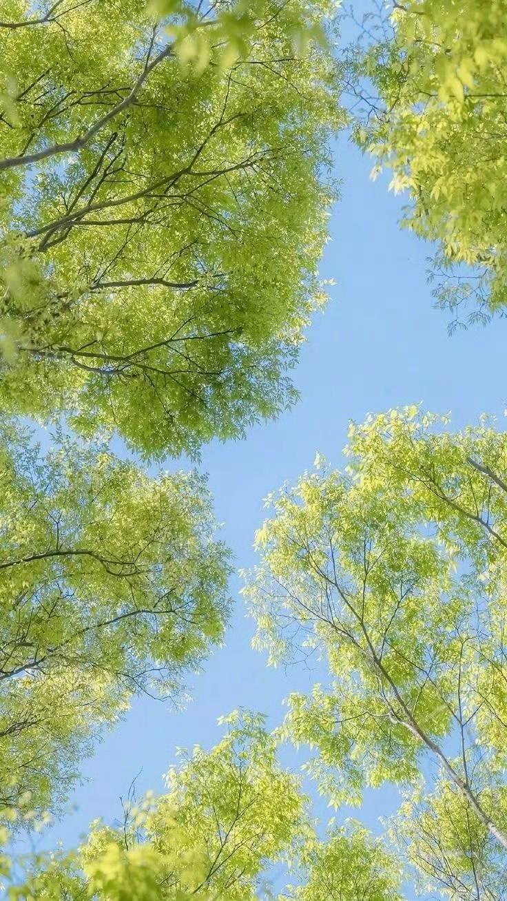 🌿抬头撞见春天在枝头写诗！阳光漏成碎金，风把新叶吹成小扇子🍃。人间忽晚？不，