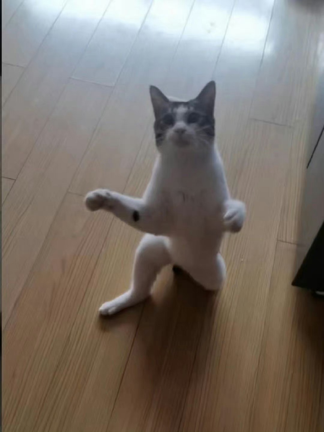 朋友家的猫对我单膝下跪 ​​​