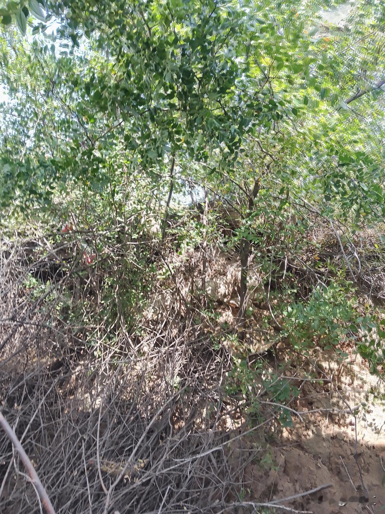 山枣的价值大伙都清楚，枣树浑身带刺，结出的果子圆滚滚的，就是那小巧的山枣，它的药