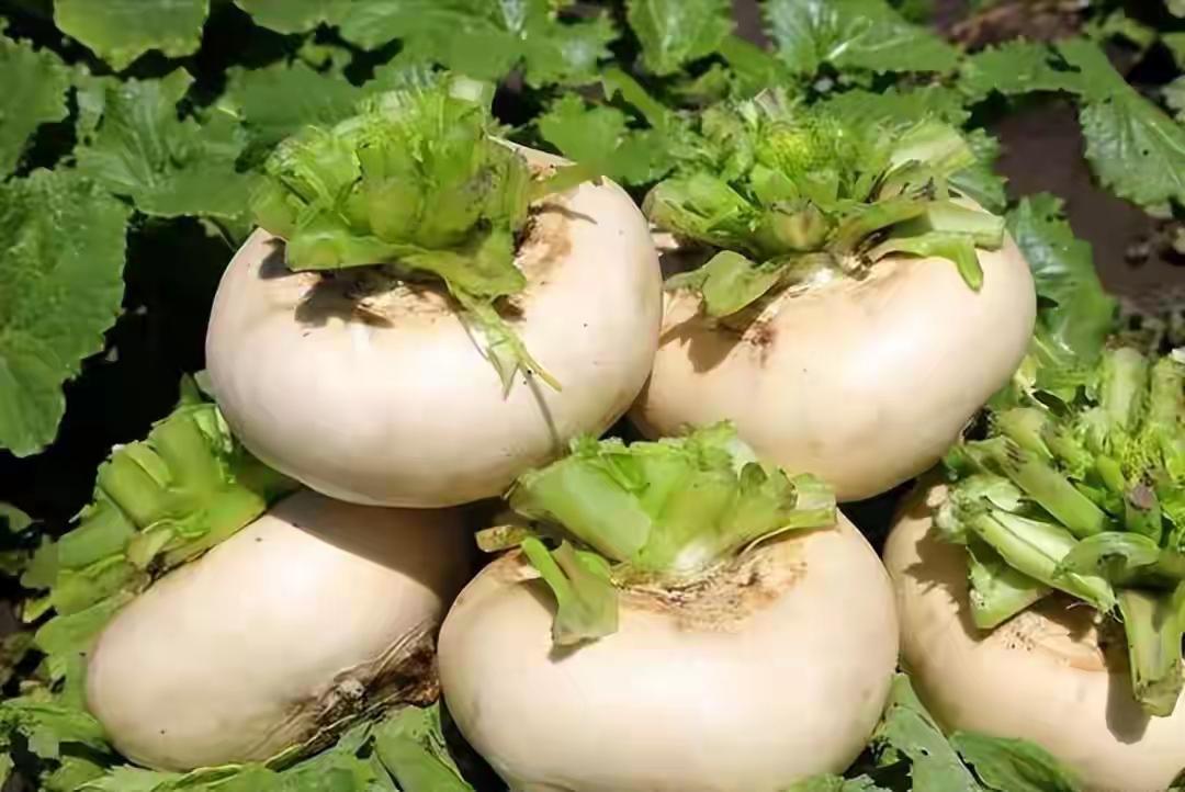 菜市场总被错认成萝卜的盘菜，藏着中国人最接地气的生存智慧。这菜两千多年前扎根中原