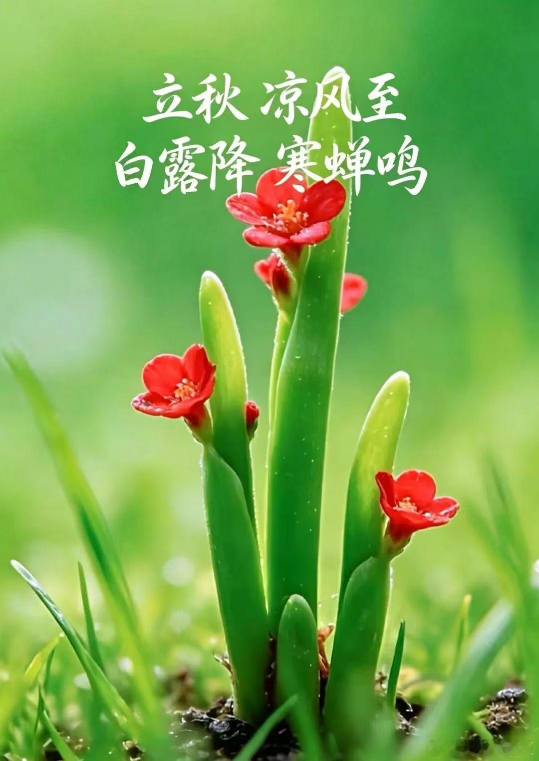 立秋后哪些地方要凉快了立秋一到全国气温正式两极分化，各地入秋节奏差别超大。✅率先