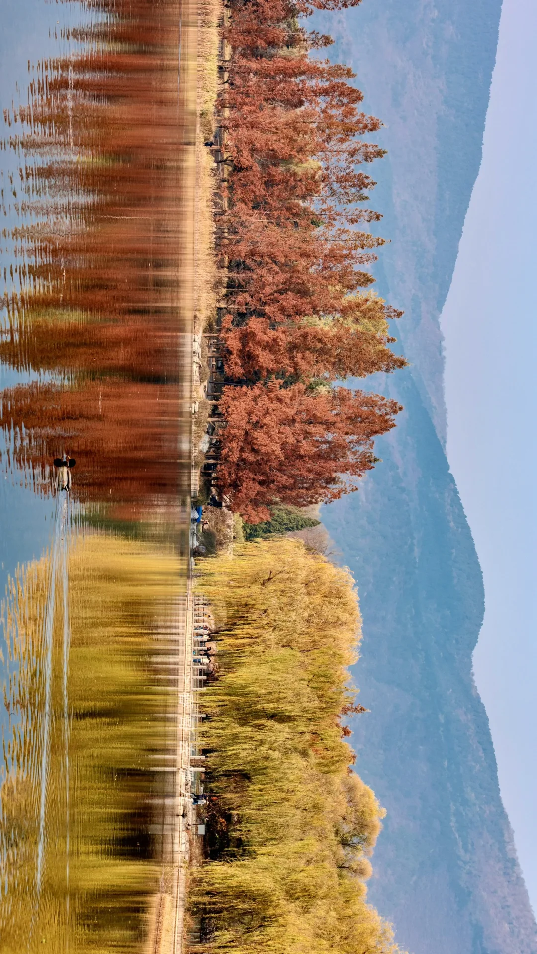 11.12 | 国家植物园中湖的水杉与垂柳真是绝