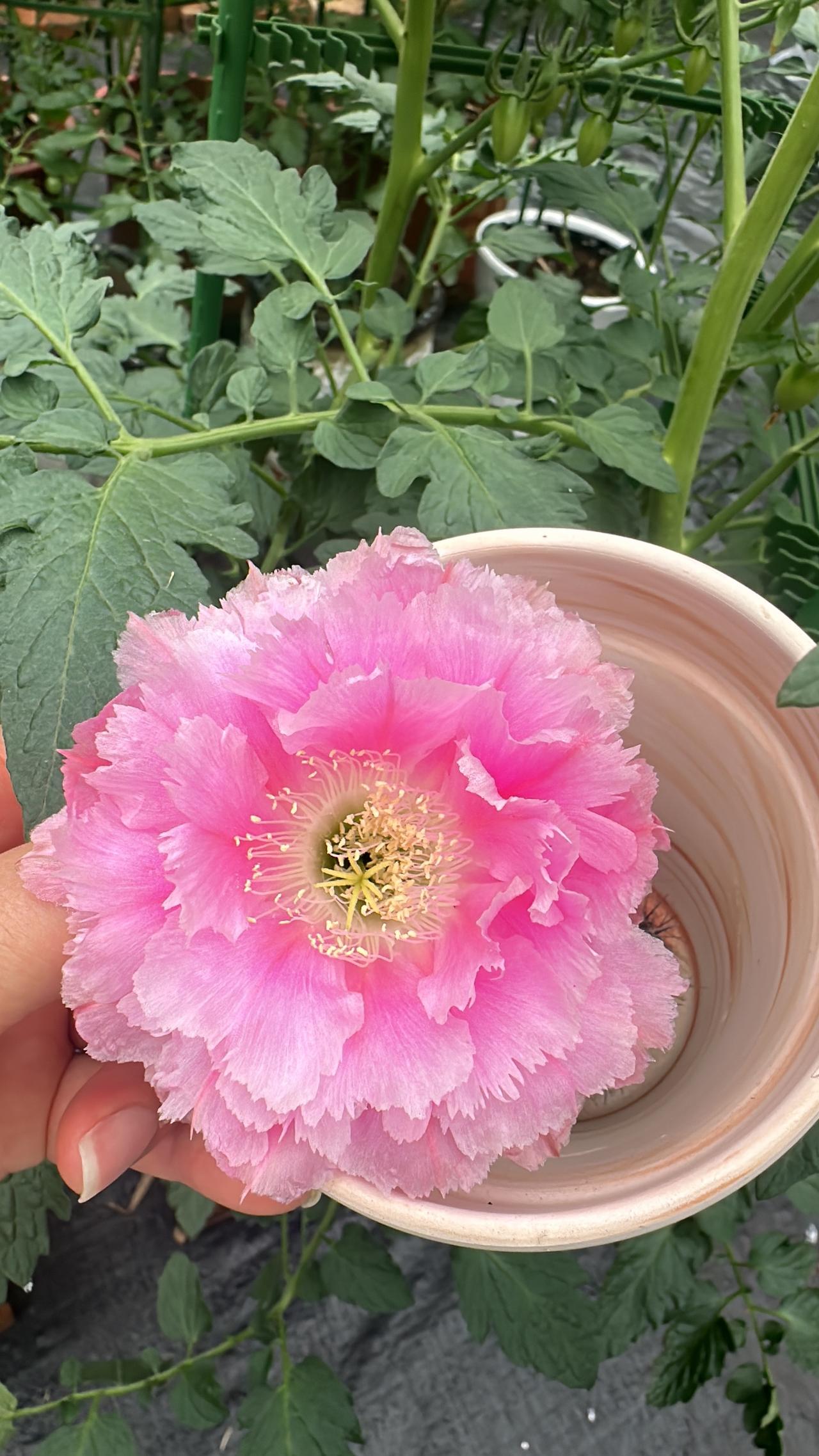 发一张你相册最近拍的花花儿好美啊，第一次觉得仙人球那么美丽