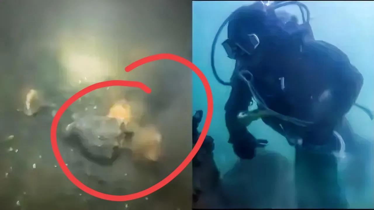 青岛海底出大事了！潜水员樊继伟在17米深海作业时，撞见了十年难遇的“海螺地毯”—