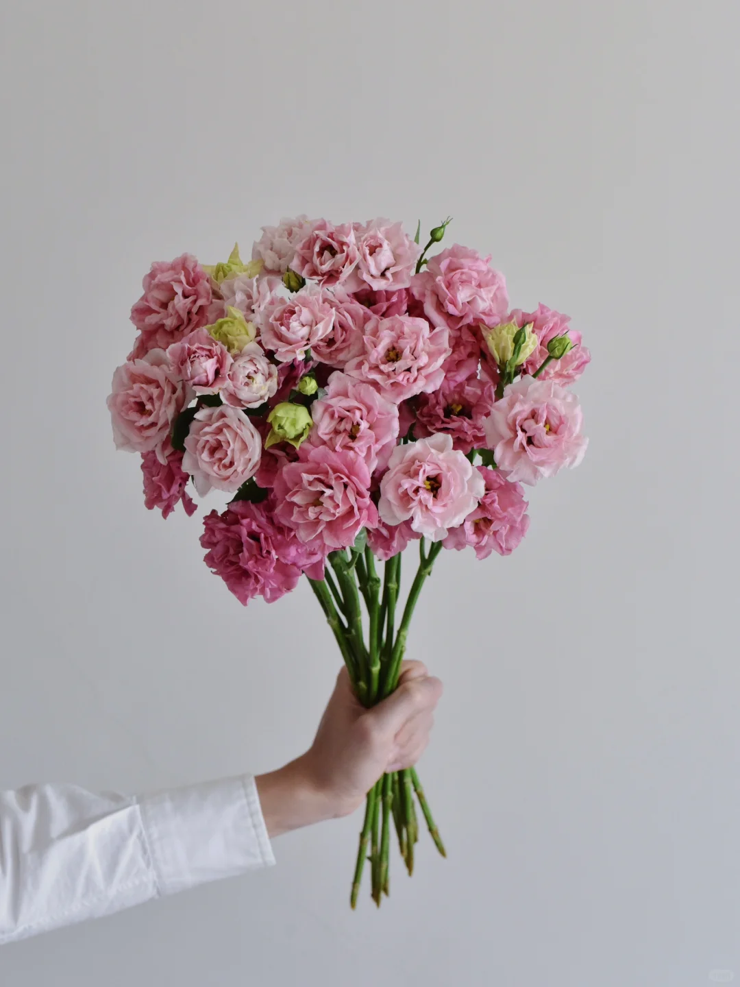 马牌洋桔梗·玫瑰芭蕾