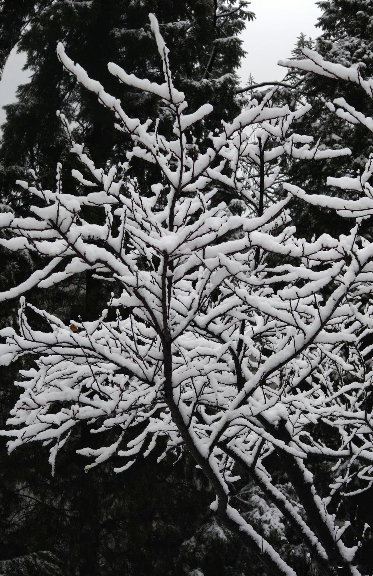 在北京你最喜欢去的公园是哪个在昌平区我最喜欢的公园：昌平区白浮泉公园；昌平区中心