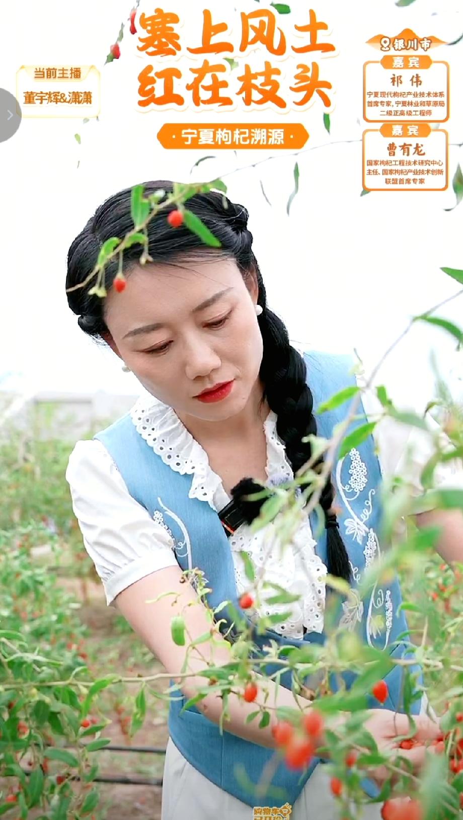 这个大概就是董宇辉坚持溯源的意义所在吧！今天董宇辉和潇潇走进宁夏贺兰山下的枸杞地