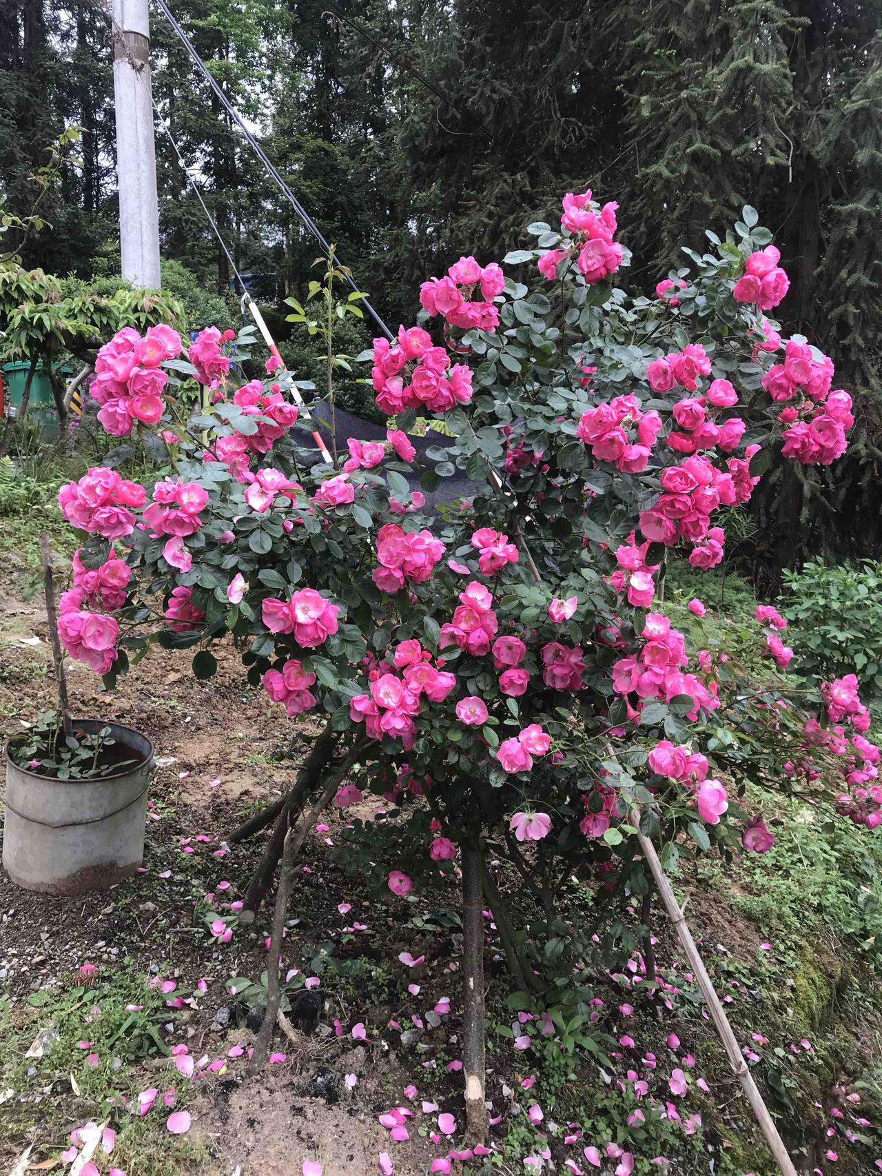 春风送暖，马年安康，日子滚烫，万事胜意